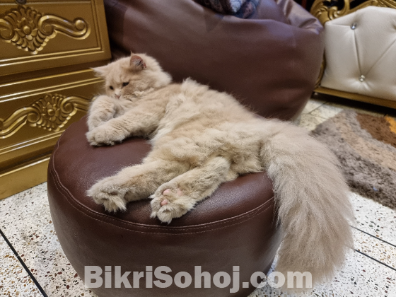 Persian Cat Male 7m